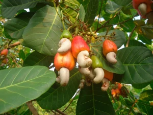 Cashew Nuts