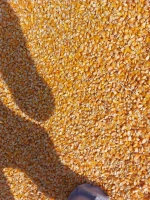 Common Non Gmo Yellow Maize - Corn