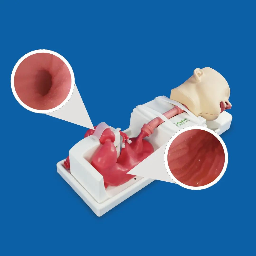 Buy Upper Gastrointestinal Simulator from Preclinic Medtech (Shanghai ...