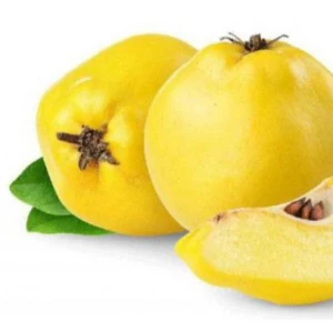 Quality Fresh Quince Fast Shipping high Premium Quince