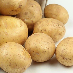2018 new crop fresh potato from china