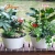 Import 2018 new product plastic flower pot tray / colorful self watering garden plant flower pot from China