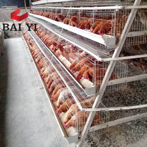 2019 Hot Selling Layer Egg Chicken Cage/ Poultry Farm House Design