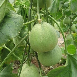 2020 New Improved Hybrid Fruit Seeds Round Musk Melon Seed For Planting