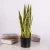 50 cm Small Size Artificial Snake Plants Artificial Yellow Edge Plastic Plants For Home Ornament