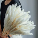 Amazon wholesale popular fully small pampas dried pampas for home decorations