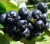 Import Aronia berry powder extract from Russia from Russia