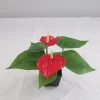 artificial anthurium plant potting bonsai
