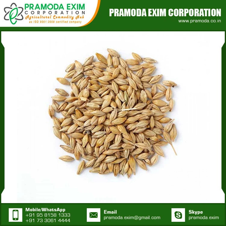 Barley Seeds Malt Grain Supply India