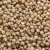 Import Best Grade  White Sorghum from South Africa