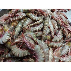Best  Quality Fresh / Frozen Black tiger shrimp
