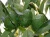 Import Best quality Hass/ Fuerte Fresh Avocados Cheap Price from South Africa