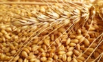 Best Quality Milling Wheat, Feed Wheat, Buck wheat