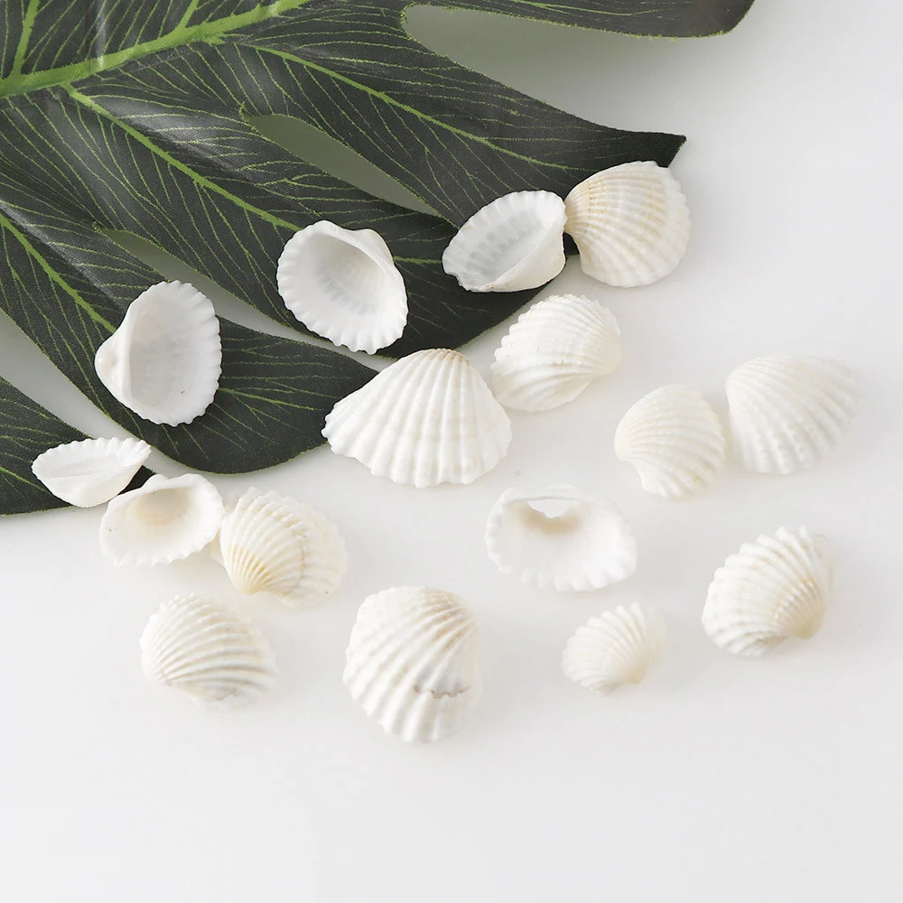 Bulk Natural Shells DIY Crafts Seashells With Holes