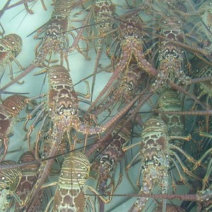 CANADA best quality Grade A live spiny lobster and live rock lobster