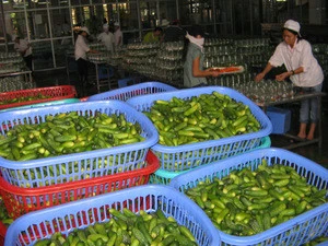 CANNED GHERKINS/ PICKLED CUCUMBER CHEAP PRICE (Ms MAI PHAM: +84 97905 1378)