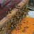 Import china bee pollen from China
