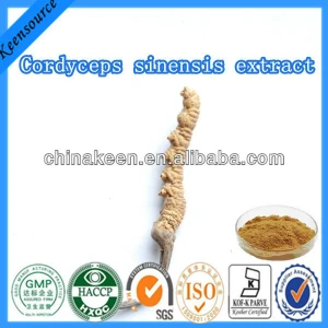 Chinese caterpillar fungus/Cordyceps sinensis extract/Aweto