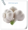 Chinese fresh elephant garlic price for garlic importer