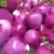 Import Chinese fresh red onion new crop good quality mesh bag Professional export fresh red onions wholesale from China