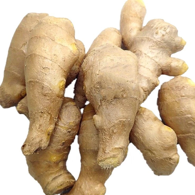 Chinese fresh young ginger