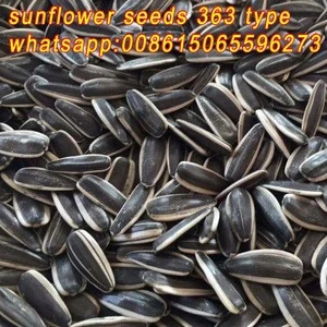 Chinese sunflower seeds 363type
