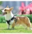Import Customized soft dog harness wholesale dog harness from China