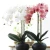 Import decorative flowers &amp; wreaths butterfly artificial orchid garden decoration flower bouquet from China