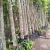 Import Delonix regia Tree Decoration Plant Decors Natural Plant Tropical from China