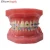 Import Education Science Dental model Orthodontic model from China