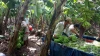 Farm Fresh Cavendish Banana For Export