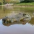 Import Flytec V002 2in1 Simulation Remote Control Alligator Head Motion Crocodile RC Boat For Halloween Decoration from China