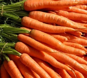 Fresh Carrots - Competitive and Good Quality