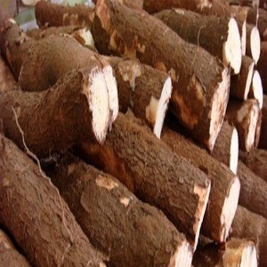 Fresh Cassava for sale