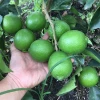 Fresh Citrus fruit/ fresh green lemon_Phulimex 0084 901445086