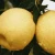 Import Fresh pear fruit cheap wholesale price pear from China