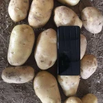 FRESH POTATO NEW CROP WHOLESALE PRICE