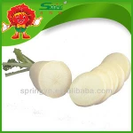Fresh red radish china white radish