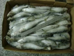 Fresh seafood and frozen delicious bulk sardine