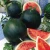 Import FRESH SUGAR BABY WATERMELON - WHOLESALE MELON FOR EXPORT WITH BEST PRICE FROM VIETNAM TYPE 2 from China
