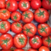 fresh tomato best price in vietnam