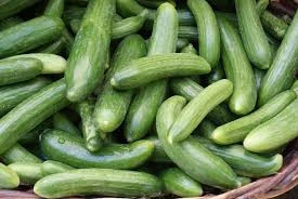 Fresh Vegetables Green Cucumber for sale Best price