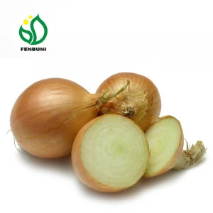 Fresh Yellow Onion Seed Price