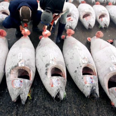 Frozen bluefin tuna fish