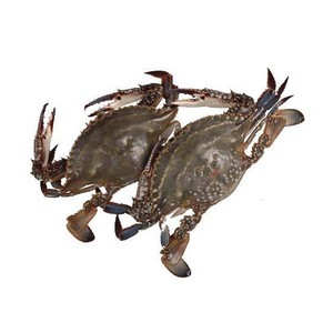 frozen crab blue swimming crab best fresh crab