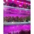 Import Full Spectrum SMD 2835 5050 DC12/24V  UV Led Strip Grow Light from China