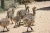 Import HEALTHY OSTRICH CHICKS FOR SALE / OSTRICH CHICKS ONE MONTH OLD - 1 - 6 MONTHS  CHICKS FOR SALE from Canada