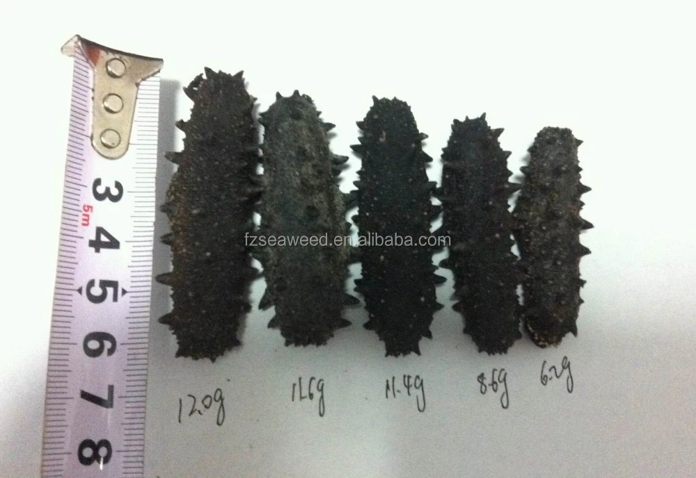 High Quality Dried Sea Cucumber From Taiwan Strait