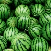 High Quality Fresh watermelon Best Price