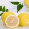 High quality fruits fresh Yellow Count Sweet Lemon fresh and Lime good lemon price